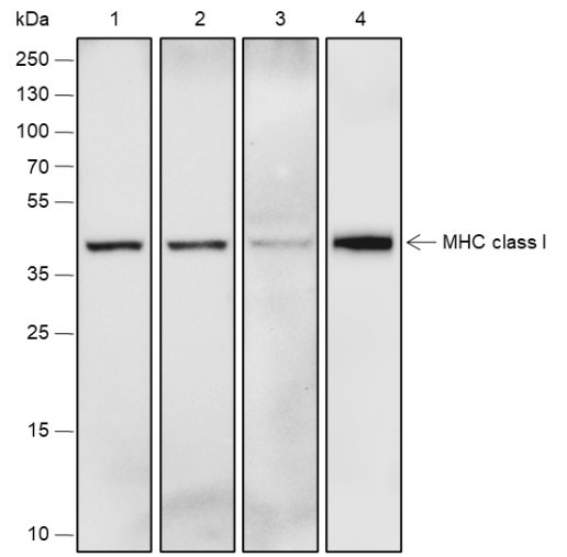 Anti-Recombinant MHC Class I, clone A304