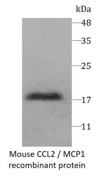 Mouse CCL2 / MCP1 recombinant protein (Active) (His-tagged)