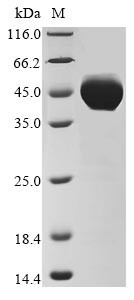 Putative pregnancy-specific beta-1-glycoprotein 7 (PSG7), human, recombinant