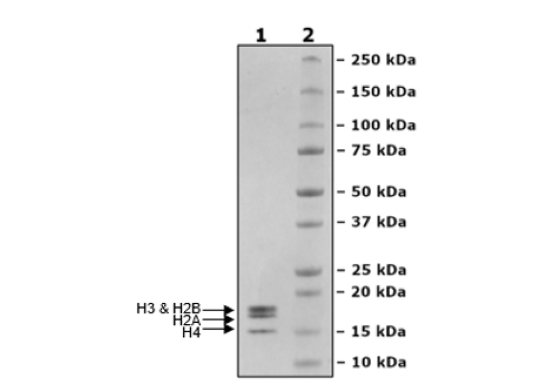 Recombinant Nucleosome (E. coli-derived)