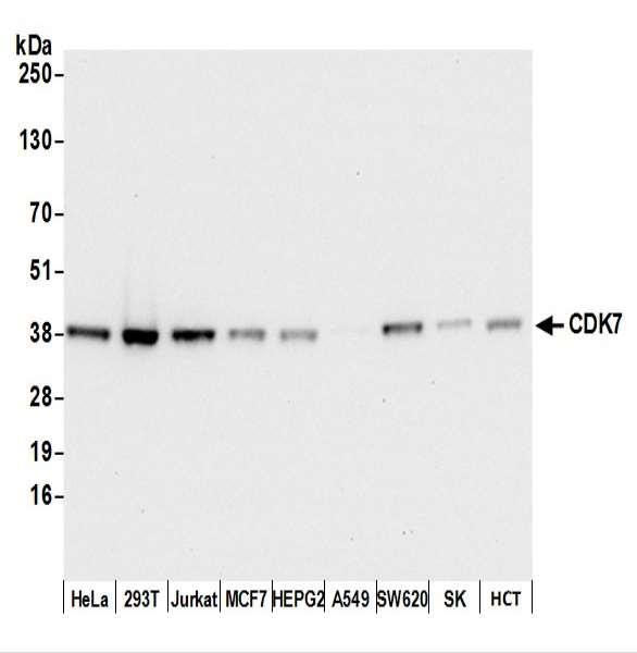 Anti-CDK7 Recombinant Monoclonal