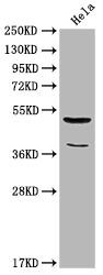 Anti-Nucb2