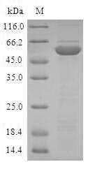 DNA oxidative demethylase ALKBH2 (ALKBH2), human, recombinant