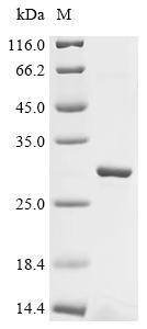 Sorting nexin-32 (Snx32), partial, recombinant mouse