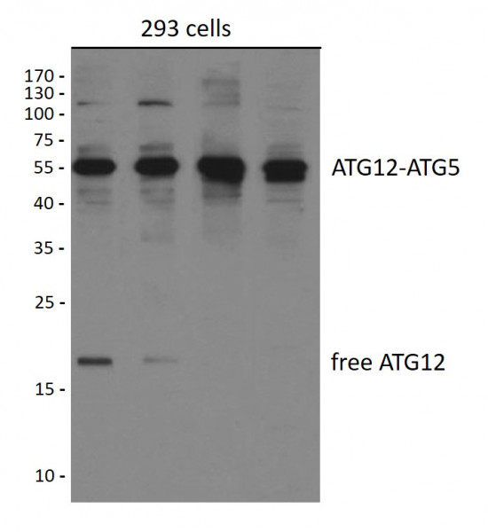 Anti-ATG12