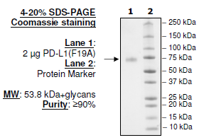 PD-L1 (F19A), Fc fusion, Biotin-labeled (Human) HiP(TM)