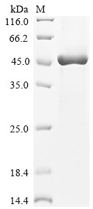 Carboxypeptidase N catalytic chain (CPN1), human, recombinant