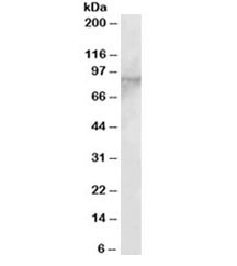 Anti-EZH1