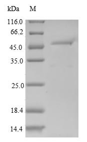 Regulator of G-protein signaling 10 (RGS10), human, recombinant