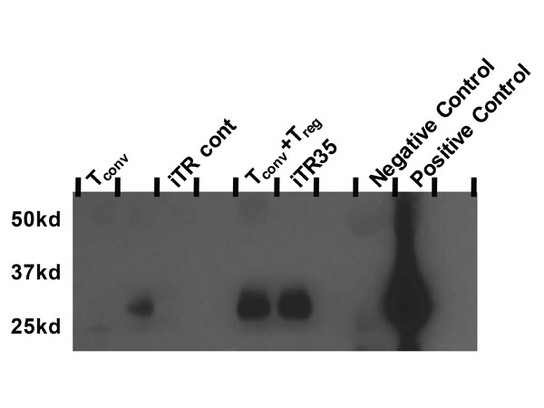Anti-Mouse EBI-3 Biotin Conjugated, clone V1.4H6.29, Biotin Conjugated