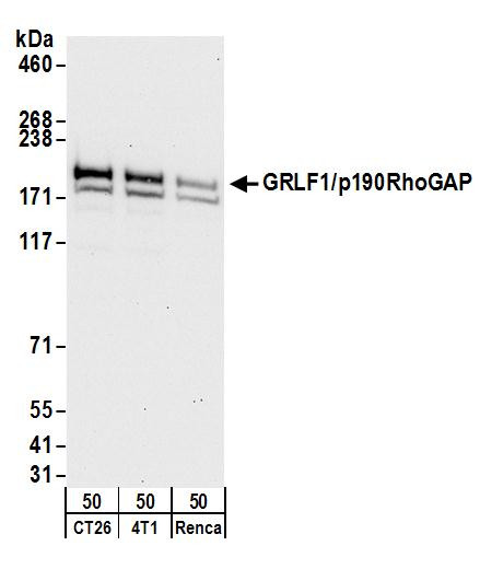 Anti-GRLF1/p190RhoGAP