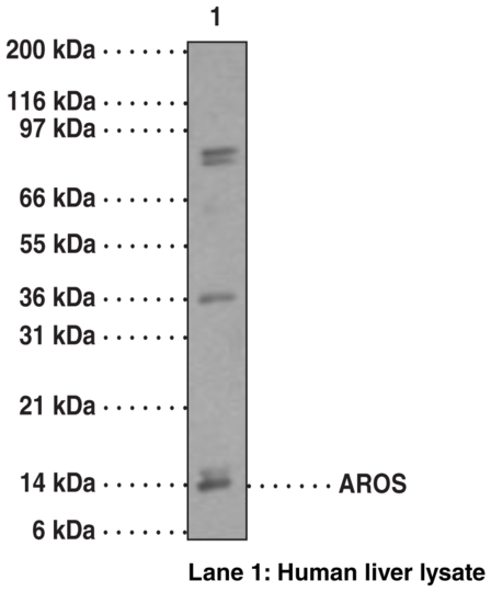 Anti-AROS (aa 1-50)