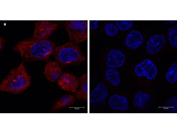 Anti-Mouse IgG DyLight(TM) 680, clone eB144, DyLight(TM) 680 Conjugated (Fluorescent TrueBlot®)