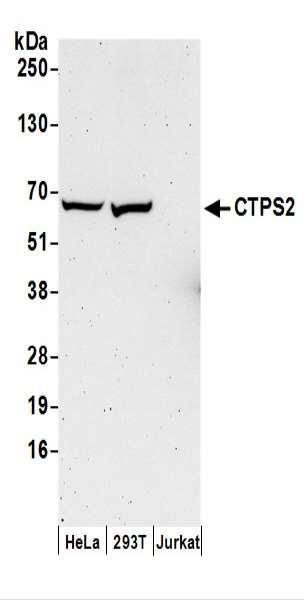 Anti-CTPS2