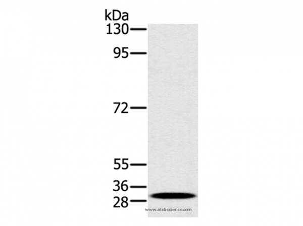 Anti-RAB27A