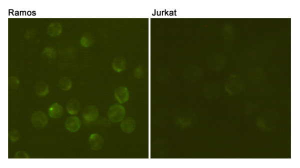 Anti-CD19