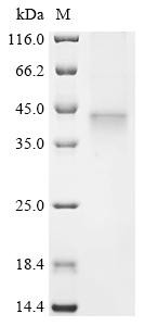 Probable threonine protease PRSS50 (PRSS50), human, recombinant