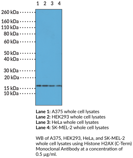 Anti-Histone H2AX (C-Term) Monoclonal Antibody (Clone RM214)