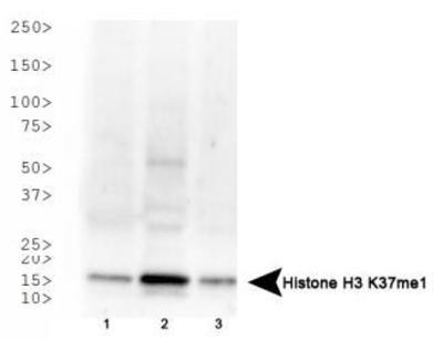 Anti-methyl-Histone H3 (Monomethyl Lys37)