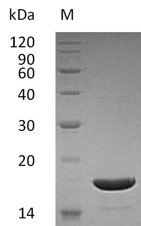 Tumor necrosis factor ligand superfamily member 10 (TNFSF10), partial (Active), human, recombinant