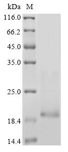 Neurotrophin-3 (NTF3), human, recombinant