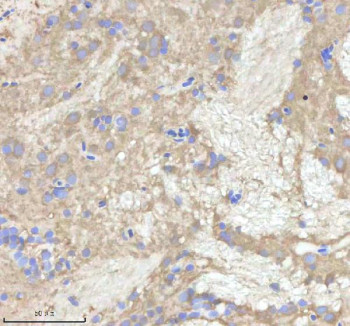 Anti-Zebrafish Npepps / Aminopeptidase