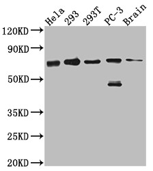 Anti-LTA4H Recombinant Monoclonal, clone 6G7