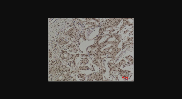 Anti-COX2/Cyclooxygenase 2, monoclonal