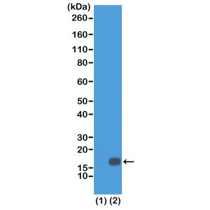 Anti-Dimethyl Histone H3 (Lys18), Rabbit Monoclonal (RM168)