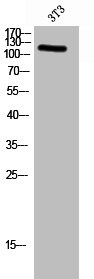 Anti-Phospho-PTK2 (Y576)