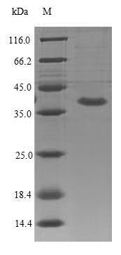 Interleukin-1 receptor-like 2 (Il1rl2), partial, mouse, recombinant
