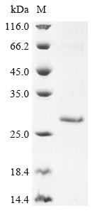 Ropporin-1A (ROPN1), human, recombinant