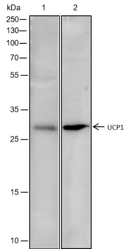 Anti-Recombinant UCP1, clone A385