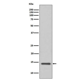 Anti-Cystatin C / Cystatin 3, clone IEE-3