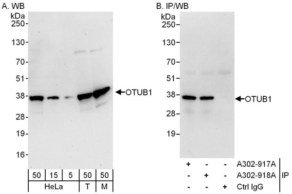 Anti-OTUB1