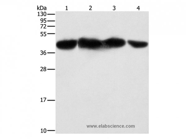 Anti-PGK2