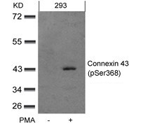 Anti-phospho-Connexin-43 (Ser367)