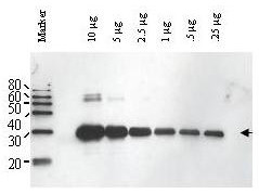Anti-ULP1, Yeast (ubiquitin-like protein-specific protease 1)