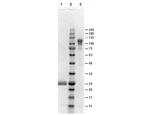 Anti-Rabbit IgG F(c) [Goat] F(ab')2 fragment