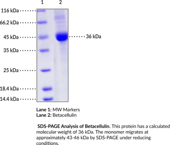 Betacellulin (human, recombinant)