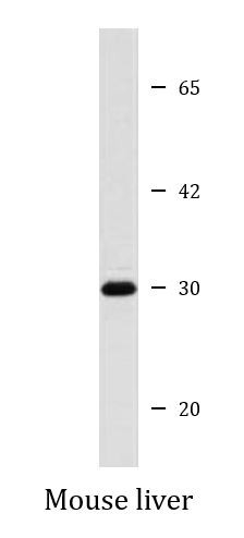 Anti-Syntaxin 8