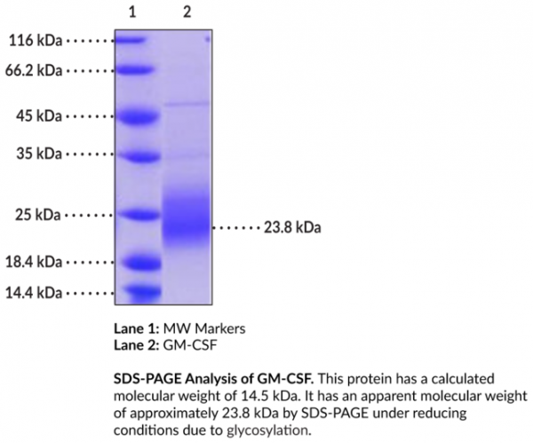 GM-CSF (human, recombinant)