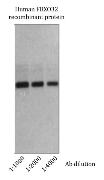 Anti-FBXO32, clone M314