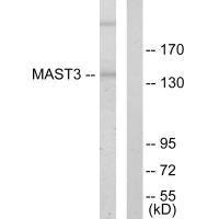 Anti-MAST3