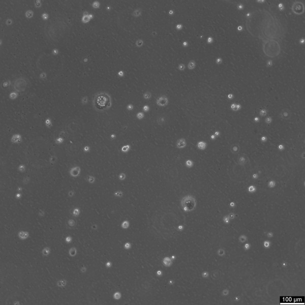MDA-MB-415 Cells