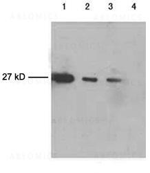 Anti-Mouse Monoclonal Antibody to cGFP-tag (Clone: 5E5G11)