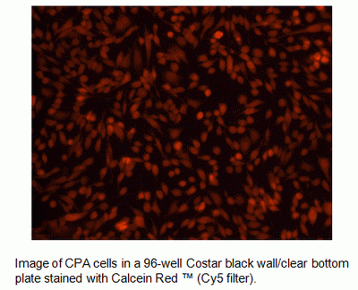 Calcein Deep Red(TM)