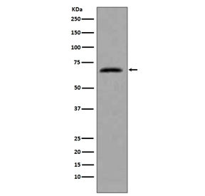 Anti-CDC7, clone BGF-3