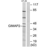 Anti-GIMAP2