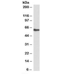 Anti-FRS2